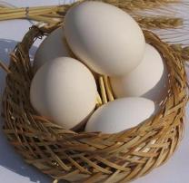 جزوه طرح توجيهي اقتصادي بسته بندي و توزيع تخم مرغ