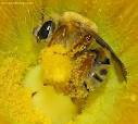 مجموعه آموزشي  پرورش زنبور عسل 