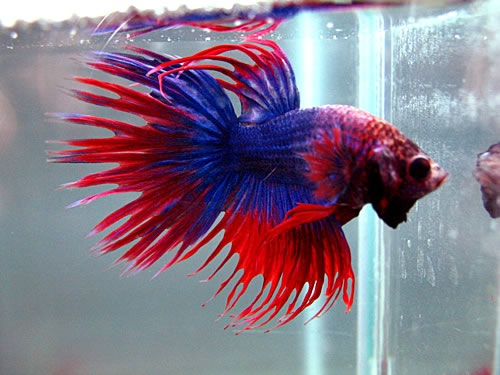 CROWNTAIL 
