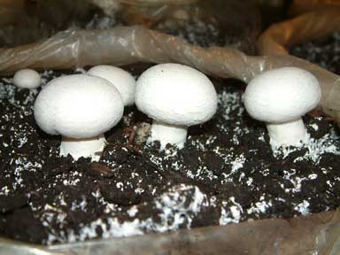 آموزش پرورش قارچهای دکمه ای و صدفی | انجام عملي كشت قارچ 