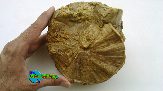 سنگ فسیل بزرگ از خانواده حلزون ها، گاستراپودا یا شکم پایان ایران Gastropods Family Fossil From IRAN