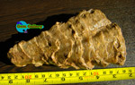 فسیل دوکفه ای ( براکیپود )- کف زی Brachiopod Family Fossil