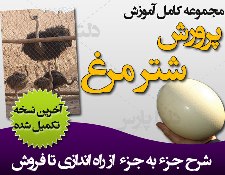 کاملترین بسته آموزش پرورش شتر مرغ