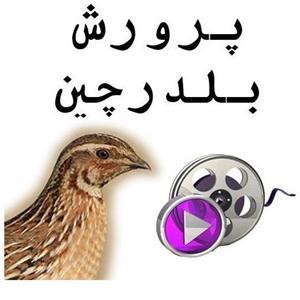  آموزش کامل پرورش بلدرچین