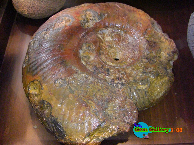  فسیل آمونیت بزرگ ( از خانواده آمونیت ها )  - ایران   Large Size Ammonite Fossil  - IRAN
