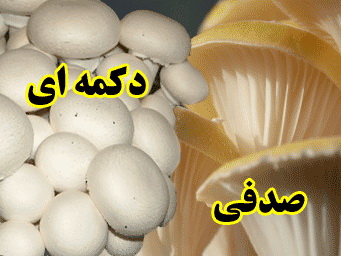 آموزش پرورش قارچ دگمه ای و صدفی