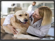 آزمایشگاه حیوانات