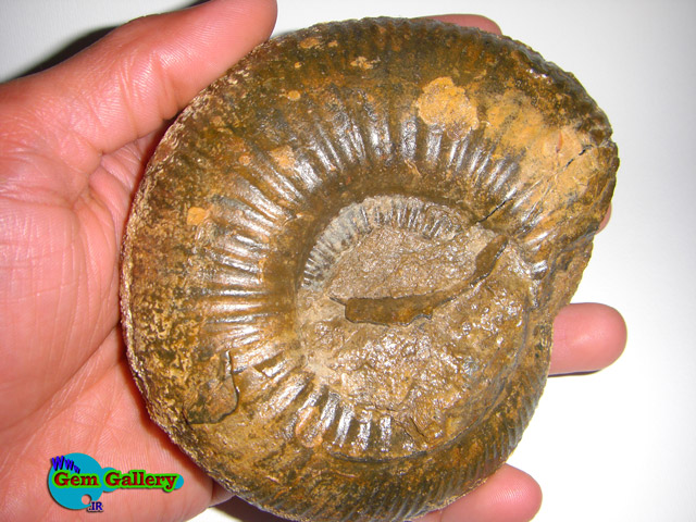  فسیل از خانواده آمونیت ها ( امونیتها ) ، ایران   IRAN Ammonite Family Fossil