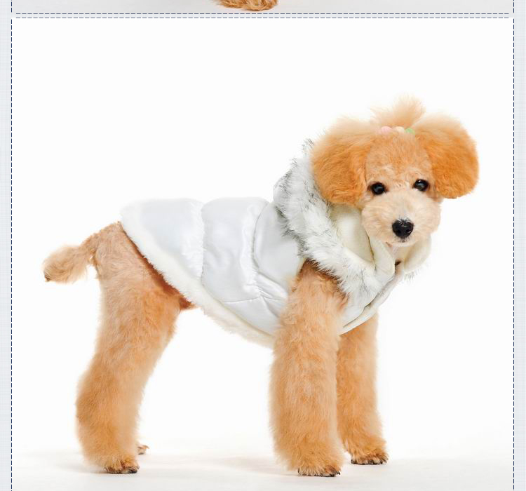لباس سگ 1 teddy pug pitbull