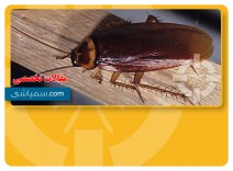 آیا ارتباطی بین وجود سوسری ها و حساسیت تنفسی پوستی وجود دارد؟