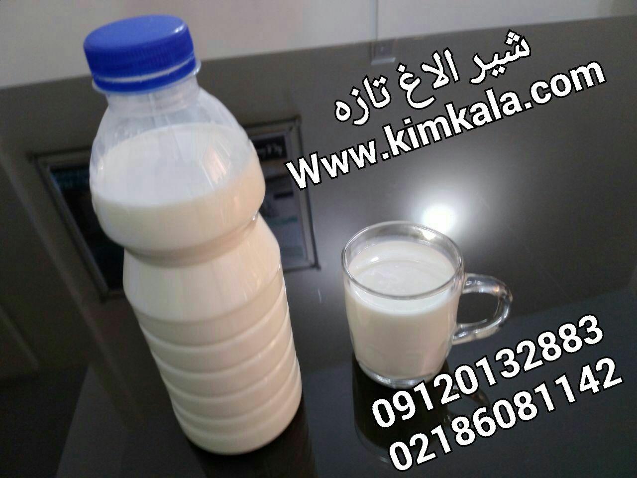خواص شیر الاغ | 09120750932 | بهترین شیر درمان ریه 