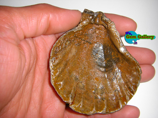  فسیل دوکفه ای پکتن ( از خانواده بی والو ) - زیبا و سالم - ایران  Pecten Fossil -  From Bivalve Family of Fossils - Safe & Nice - IRAN 