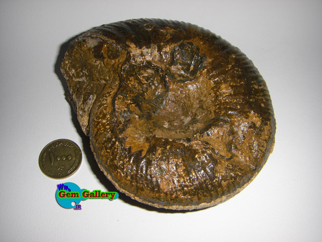  فسیل از خانواده آمونیتها ، ایران   IRAN Ammonite Family Fossil
