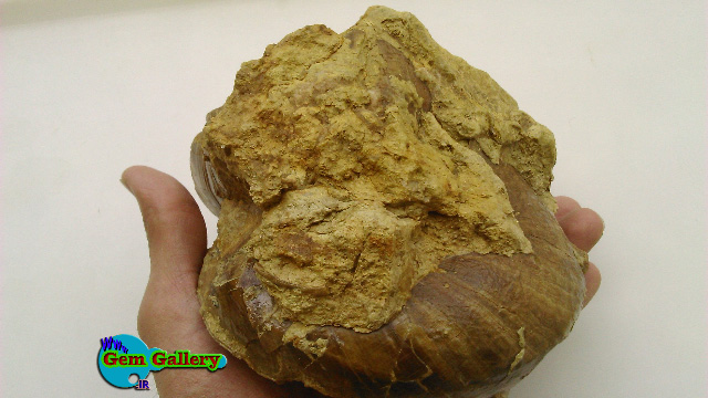  فسیل بزرگ از خانواده حلزون ها - گاستراپودا یا شکم پایان - ایران   Gastropods Family Fossil From IRAN